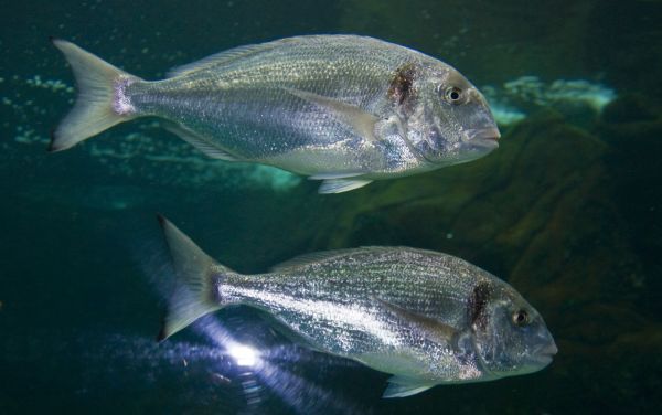 aquarium fishes